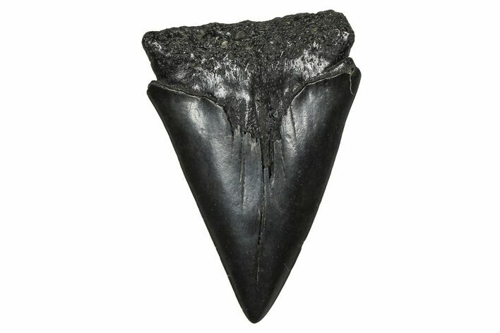 Fossil Broad-Toothed Mako Tooth - South Carolina #374795